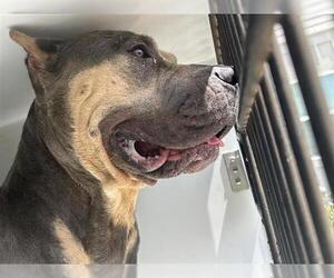 Medium Mastiff Mix