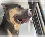 Small Mastiff Mix