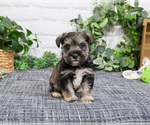 Small #1 Schnauzer (Miniature)