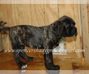 Mastiff Puppy for Sale in CABOOL, Missouri USA