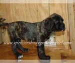 Image preview for Ad Listing. Nickname: Litter of 9