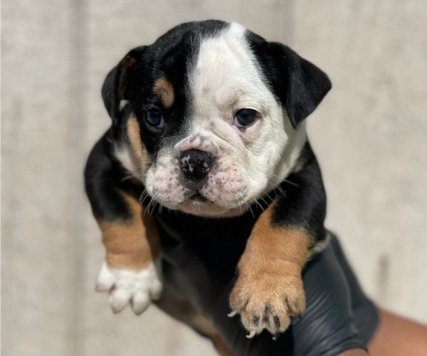 Medium Photo #2 English Bulldog Puppy For Sale in PALMDALE, CA, USA