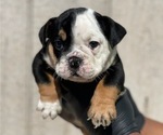 Small Photo #2 English Bulldog Puppy For Sale in PALMDALE, CA, USA