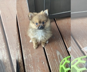 Pomeranian Puppy for sale in WHITELAND, IN, USA