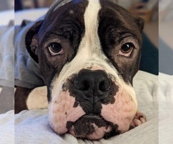 Medium Photo #16 Boxer Puppy For Sale in Burnsville, MN, USA