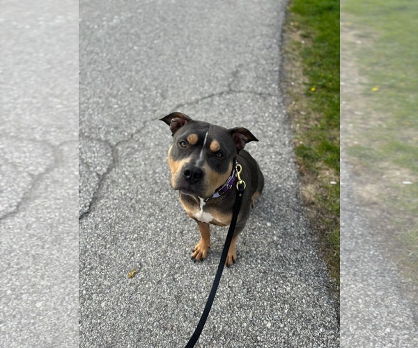 Medium Photo #3 American Bulldog-Unknown Mix Puppy For Sale in Oro Medonte, Ontario, Canada