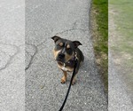 Small #2 American Bulldog Mix