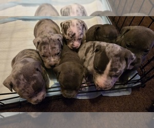 American Pit Bull Terrier Puppy for sale in HIGH POINT, NC, USA