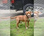 Small Photo #3 Retriever -Unknown Mix Puppy For Sale in Fairfax, VA, USA