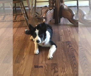 Mother of the Border Collie-Papillon Mix puppies born on 07/06/2022