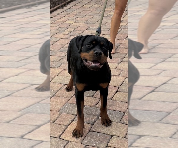 Medium Photo #2 Rottweiler Puppy For Sale in SATELLITE BEACH, FL, USA