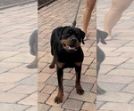 MaryJane - Female Rottweiler Dog for Adoption - Photo #2