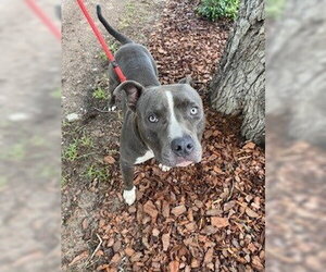 Mutt Dogs for adoption in St. Cloud, FL, USA