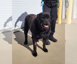 Rottweiler-Unknown Mix Dogs for adoption in Louisville, KY, USA