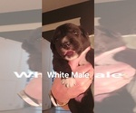 Small Photo #13 English Shepherd Puppy For Sale in NEW CASTLE, IN, USA