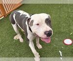 Small #1 American Pit Bull Terrier Mix