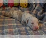 Small #3 Great Dane