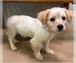 Small #1 Colonial Cocker Spaniel Mix