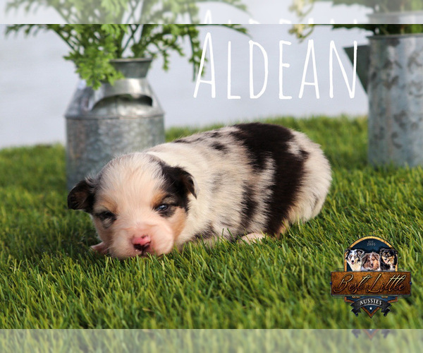 Medium Photo #40 Miniature Australian Shepherd Puppy For Sale in GRANBURY, TX, USA