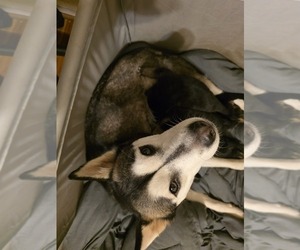 Mother of the Gerberian Shepsky puppies born on 10/20/2025