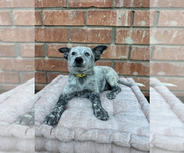 Medium Photo #3 Texas Heeler Puppy For Sale in SIMI VALLEY, CA, USA