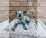 Small #2 Texas Heeler