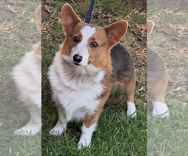 Medium Photo #1 Pembroke Welsh Corgi Puppy For Sale in ARROYO GRANDE, CA, USA