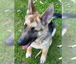 Small #3 German Shepherd Dog