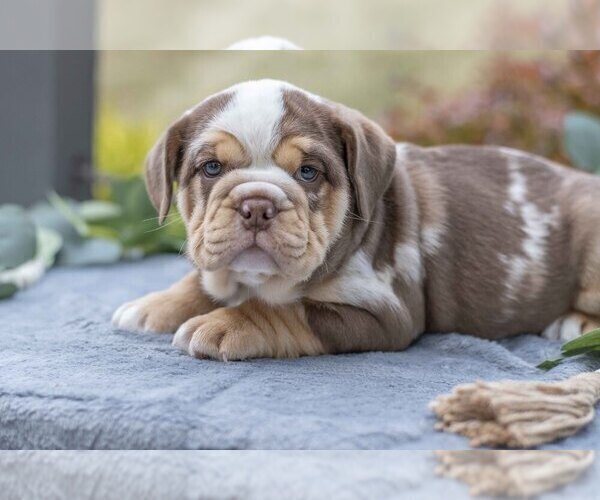 Medium Photo #3 Beabull Puppy For Sale in MILLERSBURG, OH, USA