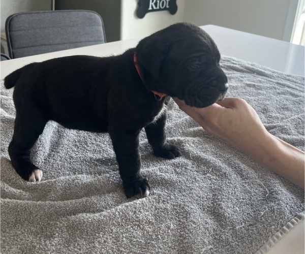 Medium Photo #16 Cane Corso Puppy For Sale in HORACE, ND, USA