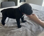 Small #15 Cane Corso
