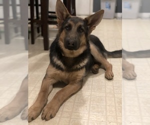 German Shepherd Dog Puppy for sale in BOONVILLE, IN, USA