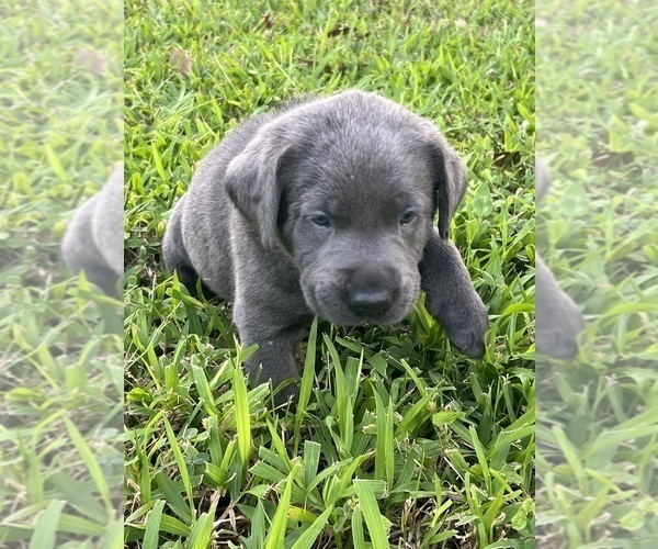 Medium Photo #7 Labrador Retriever Puppy For Sale in KISSIMMEE, FL, USA