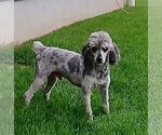 Small Photo #1 Poodle (Miniature) Puppy For Sale in GORDONVILLE, PA, USA