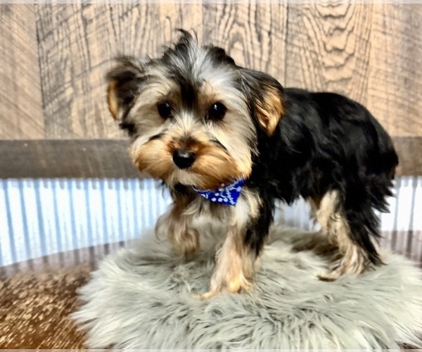 Medium Photo #2 Yorkshire Terrier Puppy For Sale in NAPPANEE, IN, USA