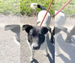 Small #4 Border Collie Mix