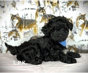 YorkiePoo Puppy for sale in WINNSBORO, LA, USA