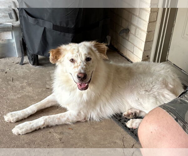 Medium Photo #9 Great Pyrenees-Unknown Mix Puppy For Sale in Houston, TX, USA