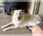 Small #8 Great Pyrenees Mix