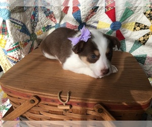 Border-Aussie Puppy for sale in COAL CITY, IN, USA