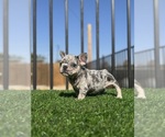 Small #30 French Bulldog