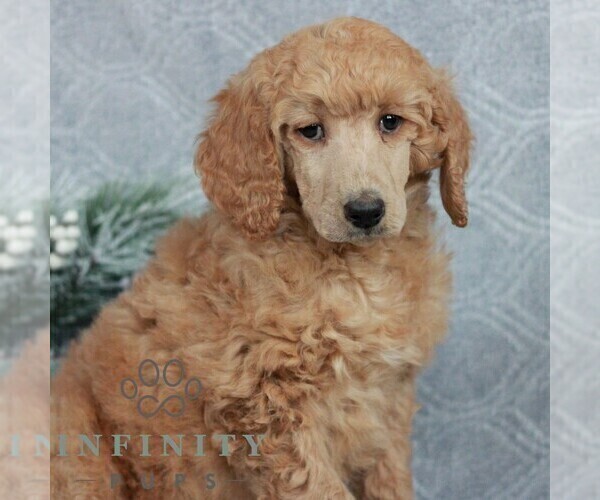 Medium Photo #3 Poodle (Standard) Puppy For Sale in LANCASTER, PA, USA