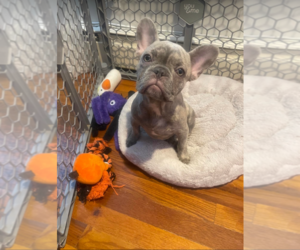 French Bulldog Puppy for sale in LYNBROOK, NY, USA