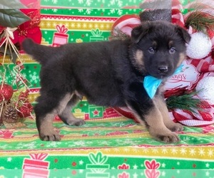 German Shepherd Dog Puppy for sale in LANCASTER, PA, USA