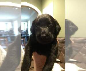 Labradoodle-Labrador Retriever Mix Puppy for sale in MYRTLE BEACH, SC, USA