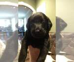 Small Photo #1 Labradoodle-Labrador Retriever Mix Puppy For Sale in MYRTLE BEACH, SC, USA