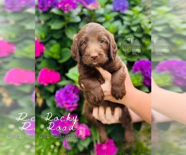 Medium Photo #22 Labradoodle Puppy For Sale in ELIZABETH CITY, NC, USA