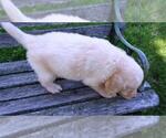 Small Photo #5 Goldendoodle Puppy For Sale in LEON, KS, USA