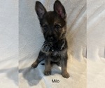 Small Photo #5 German Shepherd Dog Puppy For Sale in ANNA, TX, USA