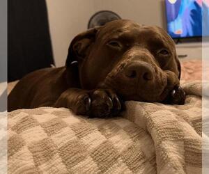 American Pit Bull Terrier-Labrador Retriever Mix Dogs for adoption in Rockwall, TX, USA
